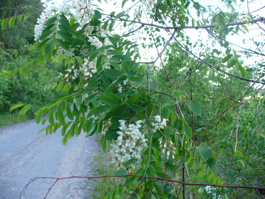 Гледичия трехколючковая дерево
