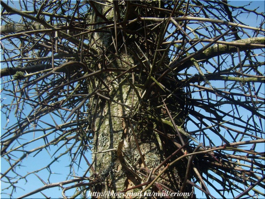 Дерево акации вид сверху