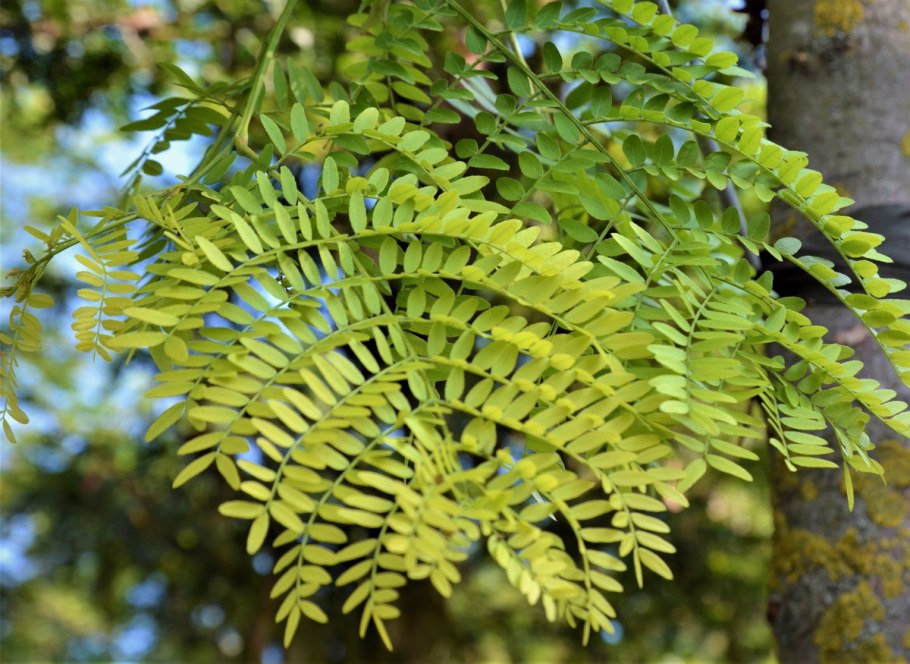 Gleditsia triacanthos дерево