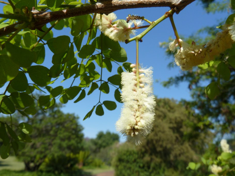Акация Южная дерево