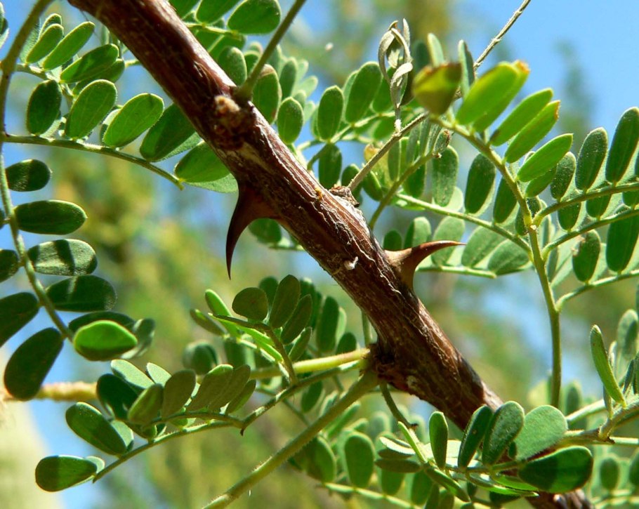 Гледичия обыкновенная Gleditsia triacanthos