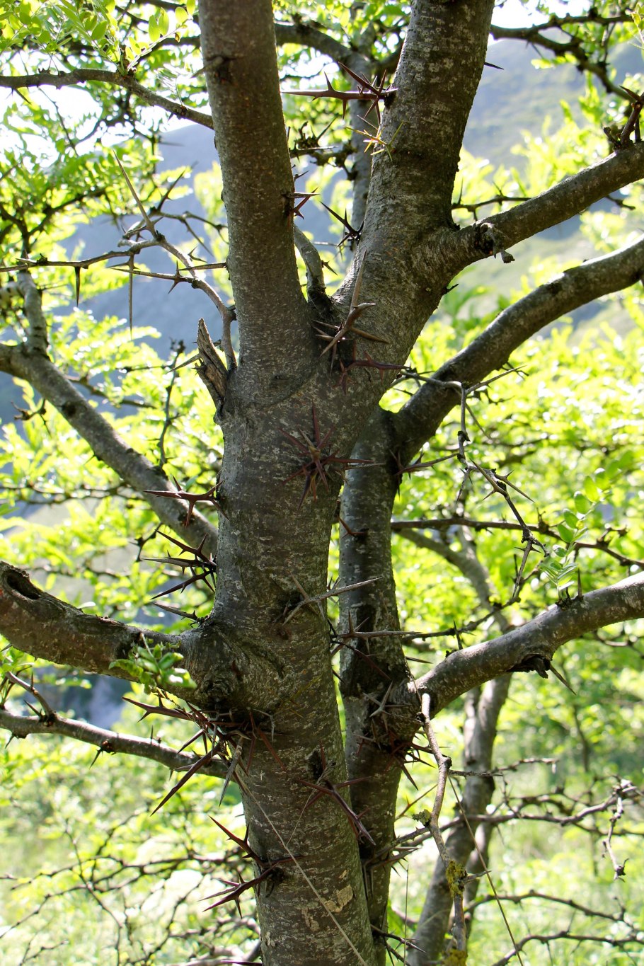 Гледичия трёхколючковая дерево
