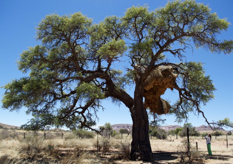 Африканские ткачики гнезда