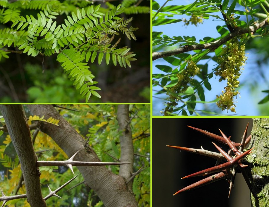 Гледичия Акация