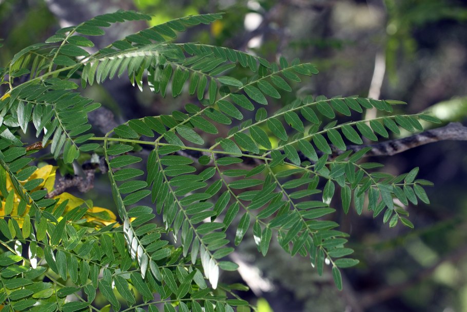 Гледичия обыкновенная весной