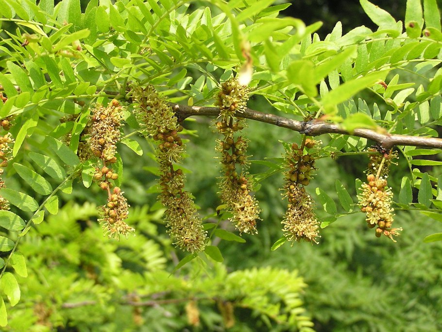 Акация колючая Acacia victoriae
