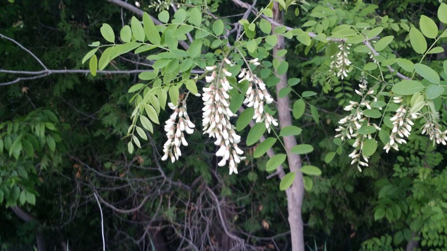 Гледичия трёхколючковая (Gleditsia triacanthos)