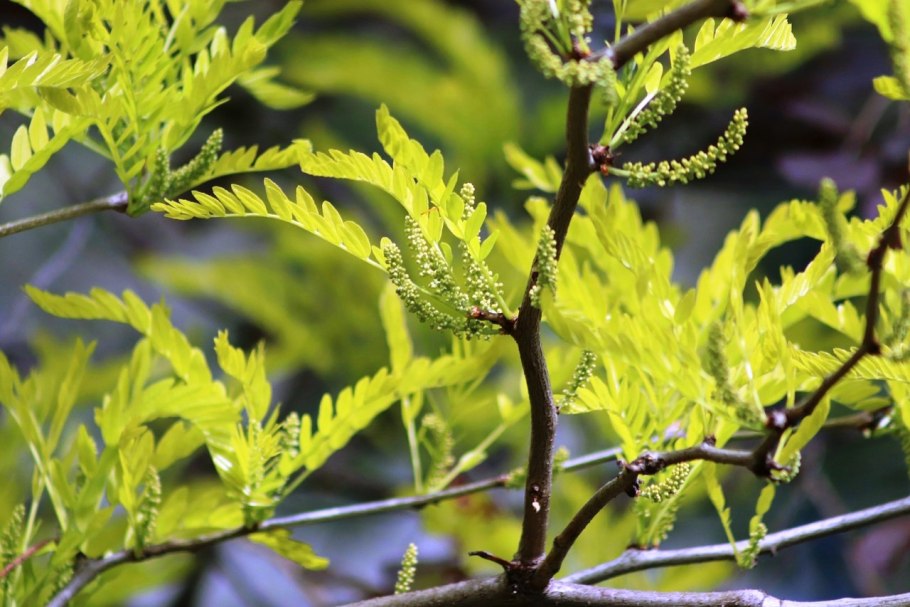 Gleditsia triacanthos sunburst