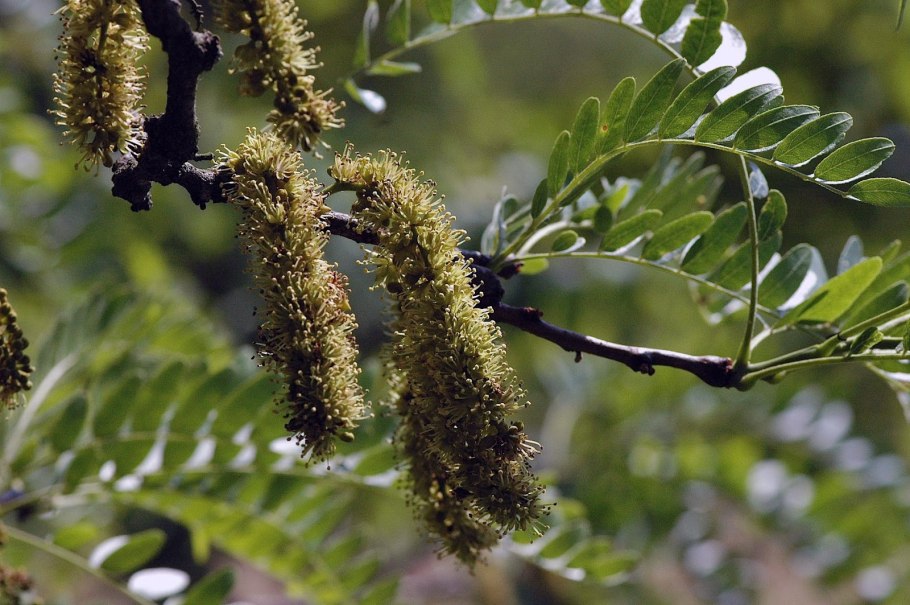 Гледичия Крымская