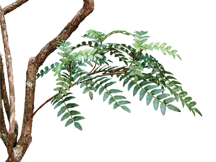 Гледичия колючая цветет