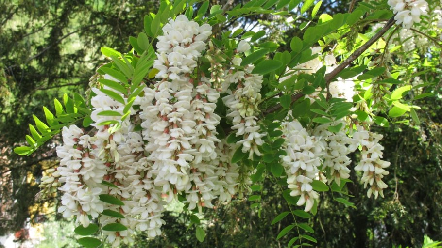 Акация колючая гледичия