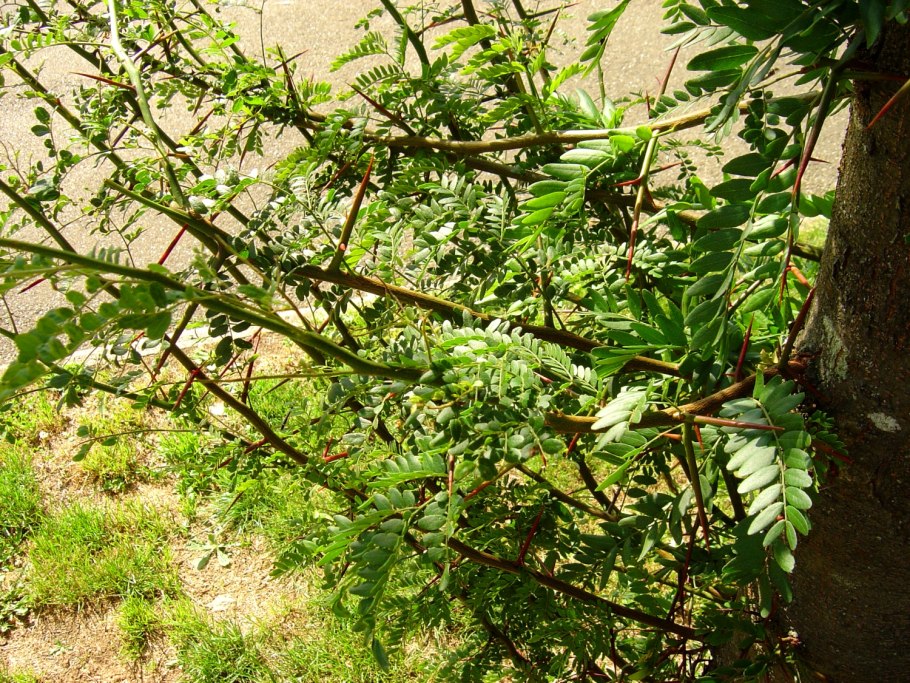 Гледичия Крымская