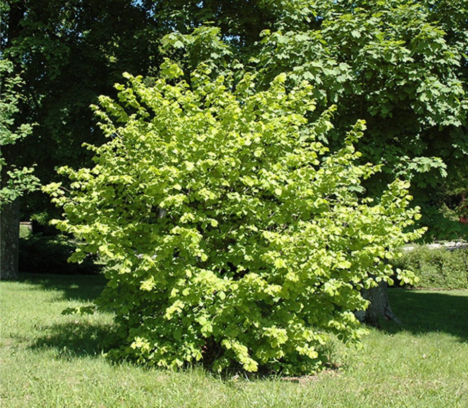 Лещина обыкновенная