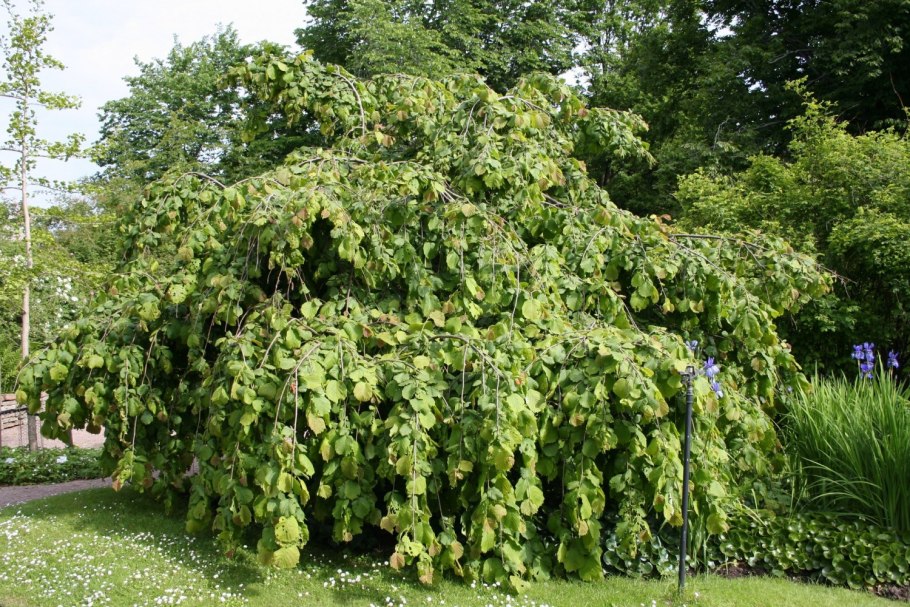 Лесной орех дерево орешник