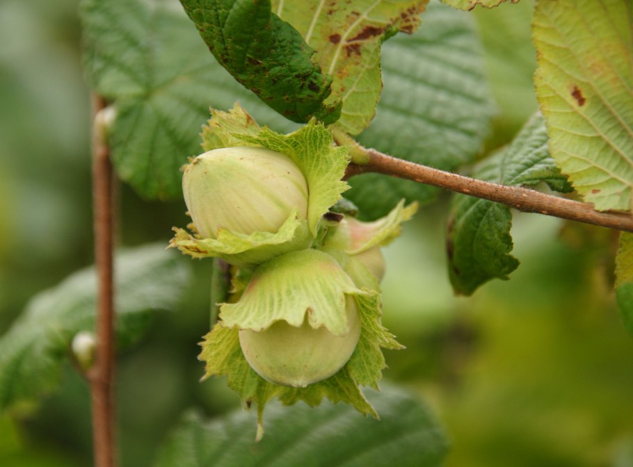 Лещина обыкновенная (Corylus avellana)