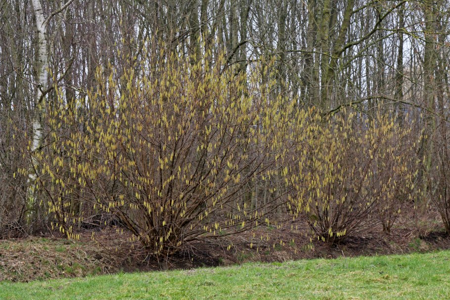 Лещина Зибольда