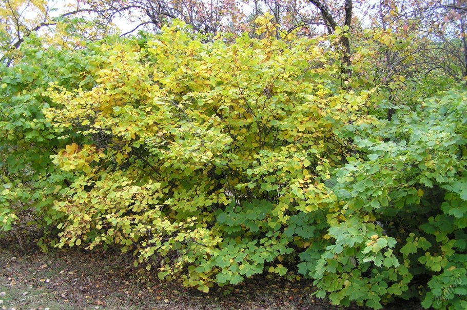 Лещина обыкновенная орешник