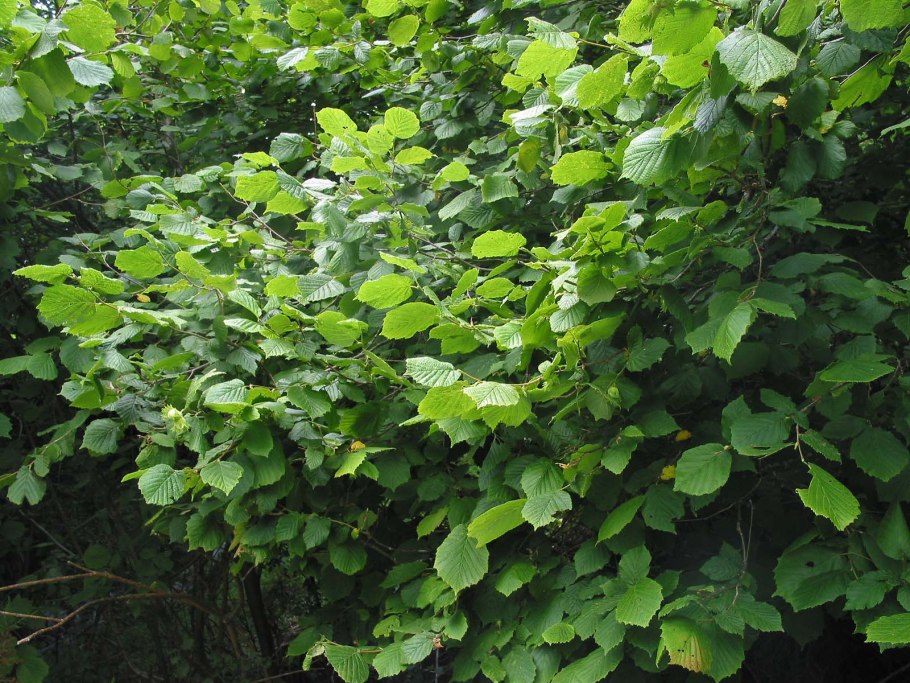 Лещина обыкновенная (Corylus avellana)