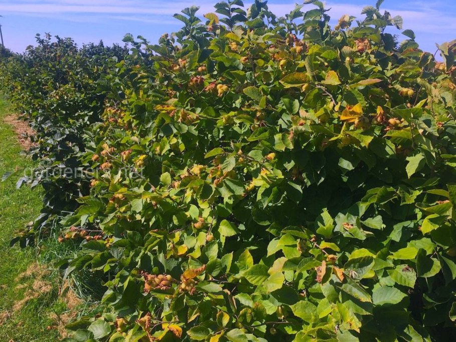 Кустарник орешник Лесной с орехами