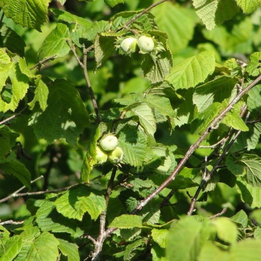 Орешник лещина куст