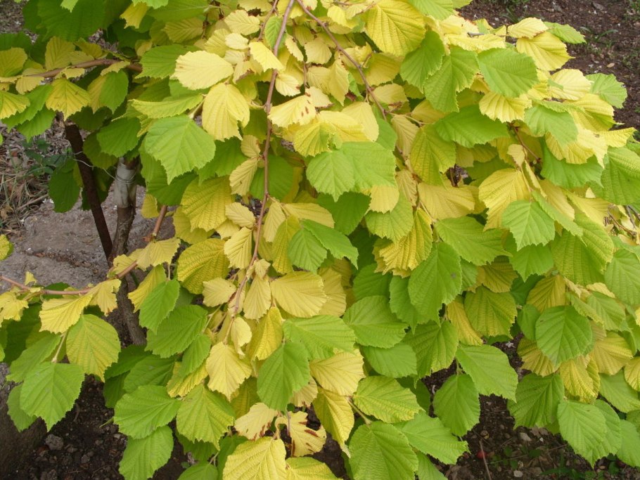 Лещина обыкновенная дерево