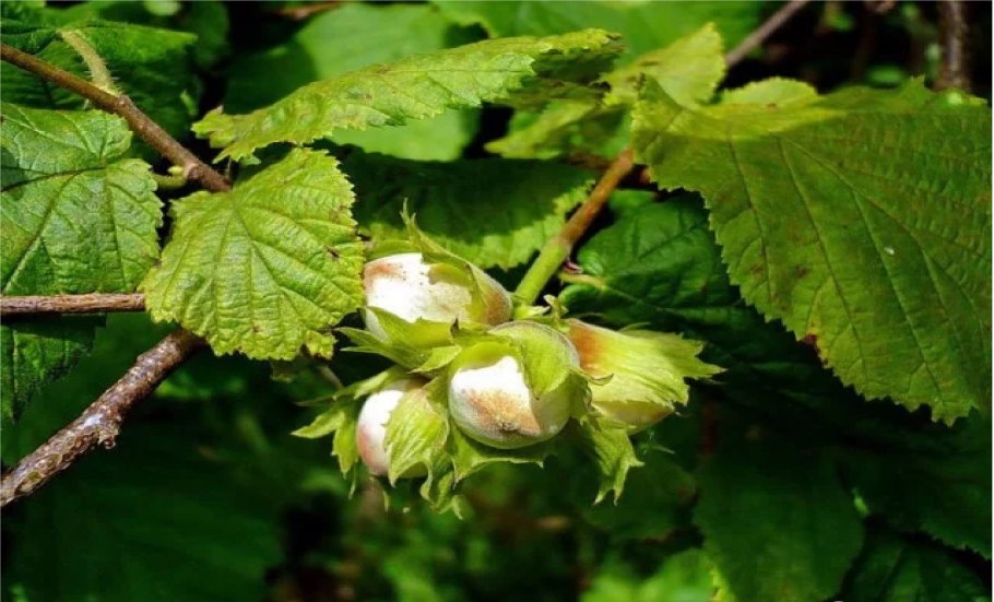 Лещина обыкновенная (Corylus avellana)