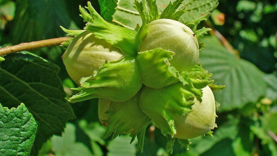 Фундук (лещина обыкновенная)