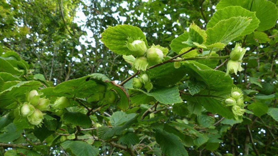 Лесной орех лещина