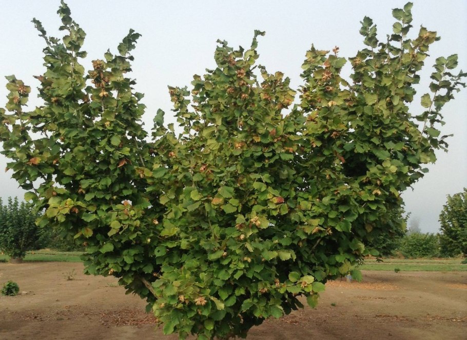 Фундук (лещина обыкновенная)