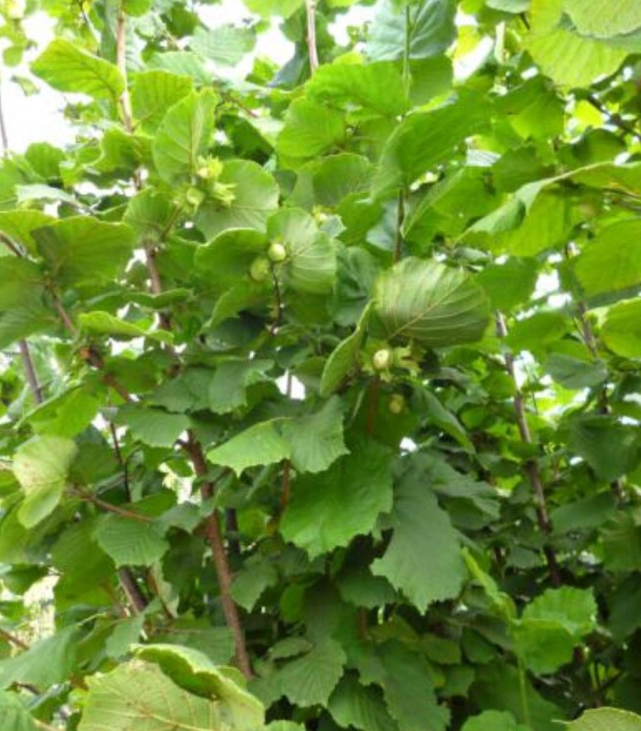 Лещина обыкновенная Пурпуреа