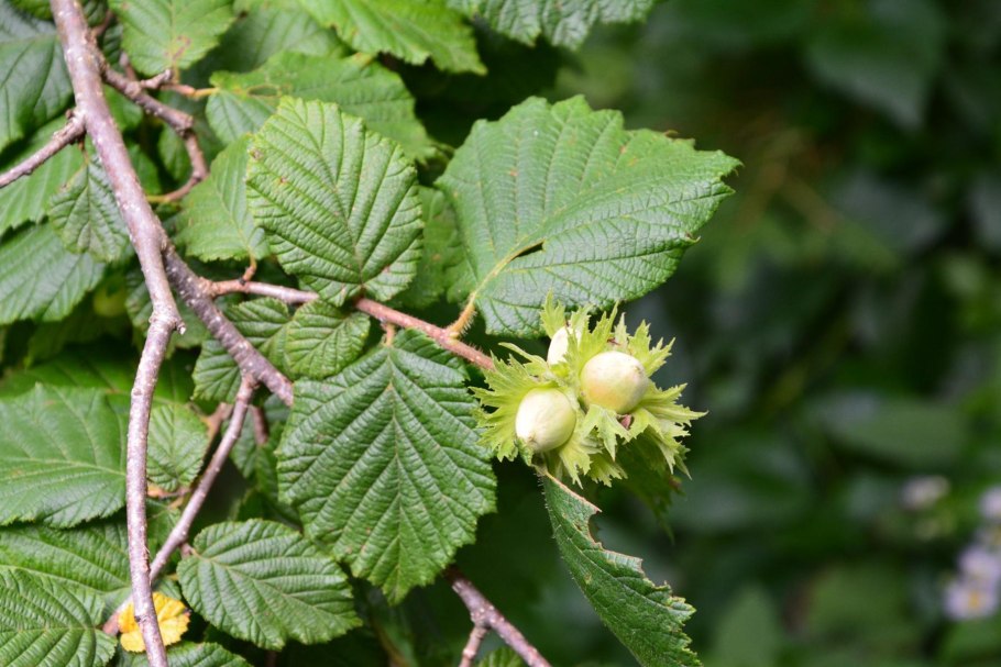 Лещина обыкновенная (Corylus avellana)
