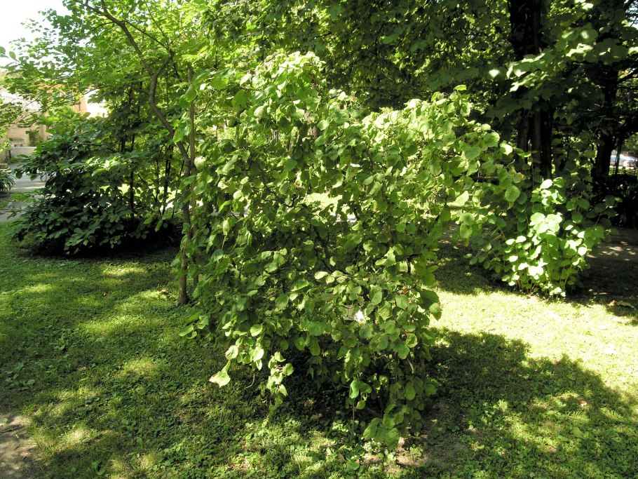 Лещина обыкновенная (Лесной орех)