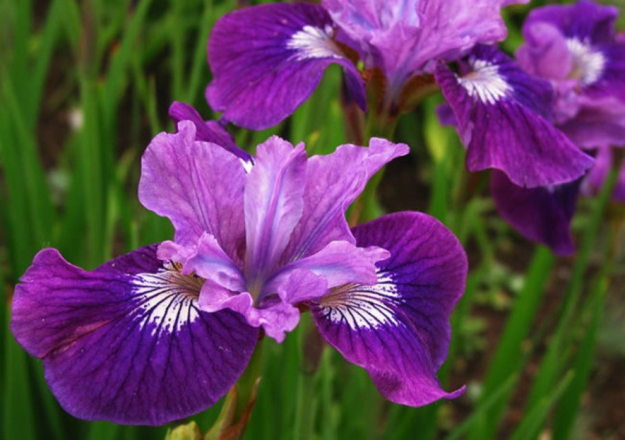 Ирис Сибирский хау АУДЕЙШИОС