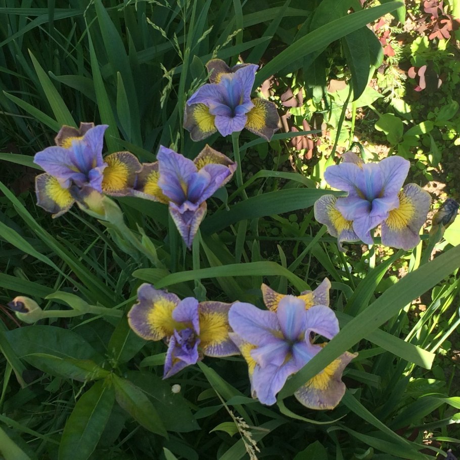Ирис Iris sibirica Illene Charm