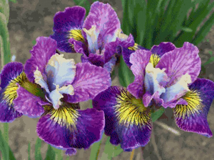 Ирис Чарминг Билли