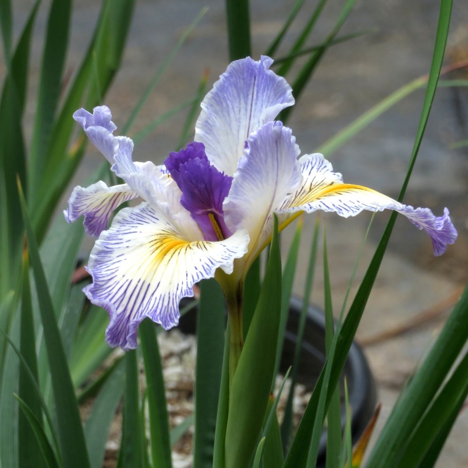 Ирис Сибирский Лаймлайт