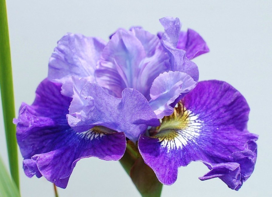 Ирис Сибирский хау Одейшес