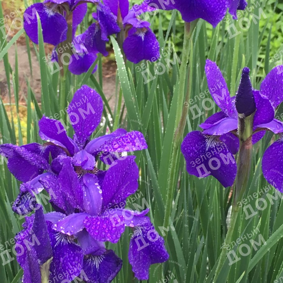 Ирис болотный синий