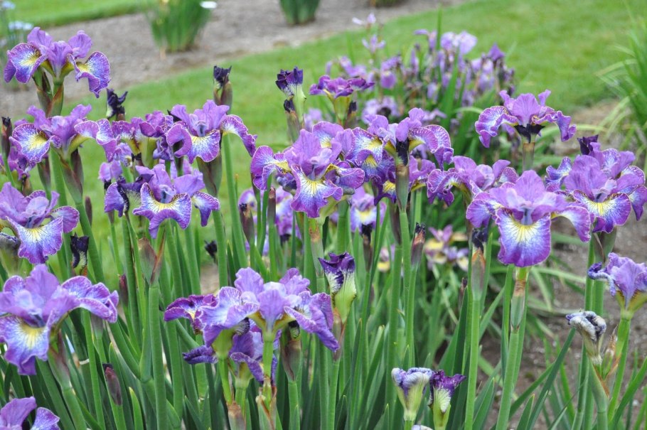 Ирис Сибирский Iris sibirica