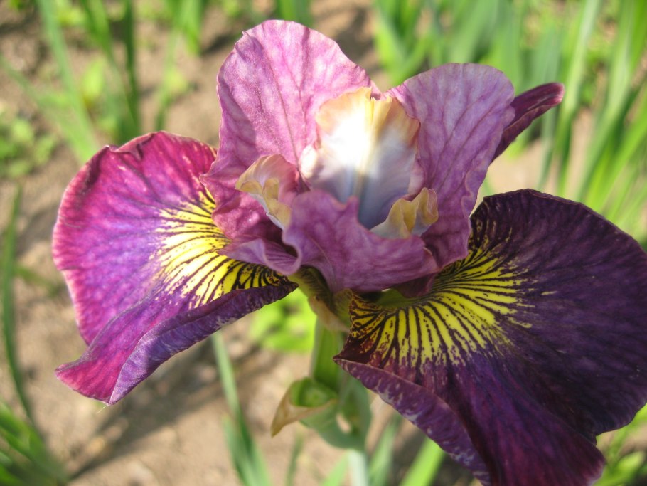 Ирис Сибирский хау Одейшс