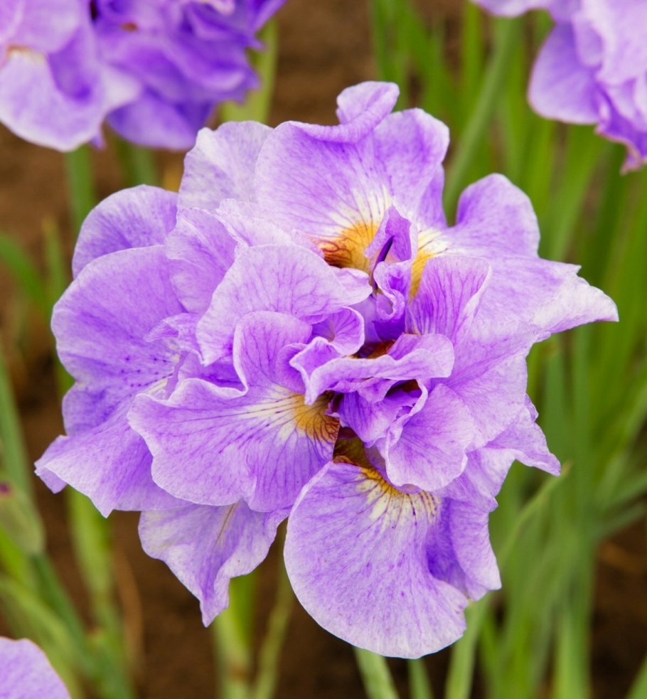 Ирис Сибирский посадка и уход в открытом грунте фото