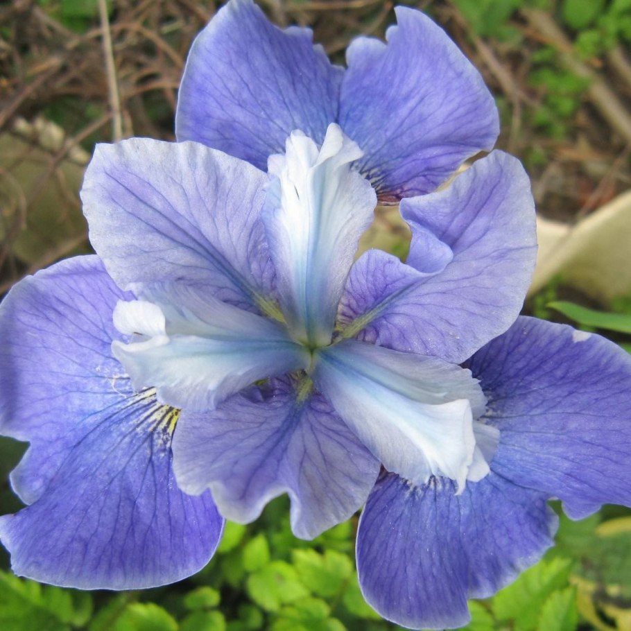 Ирис Сибирский хау Аудэйшес