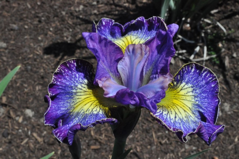 Iris sibirica papillon