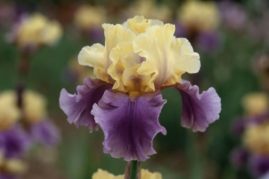 Ирис Блэк Геймкок