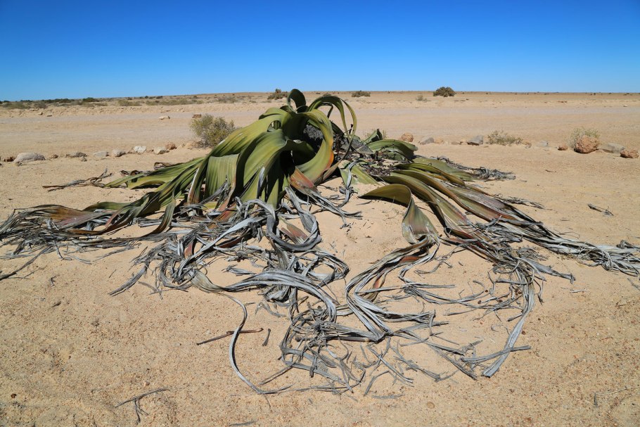 Африканский аскет вельвичия