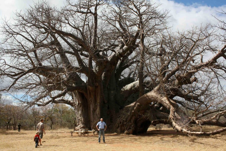 Баобаб Грегори Австралия