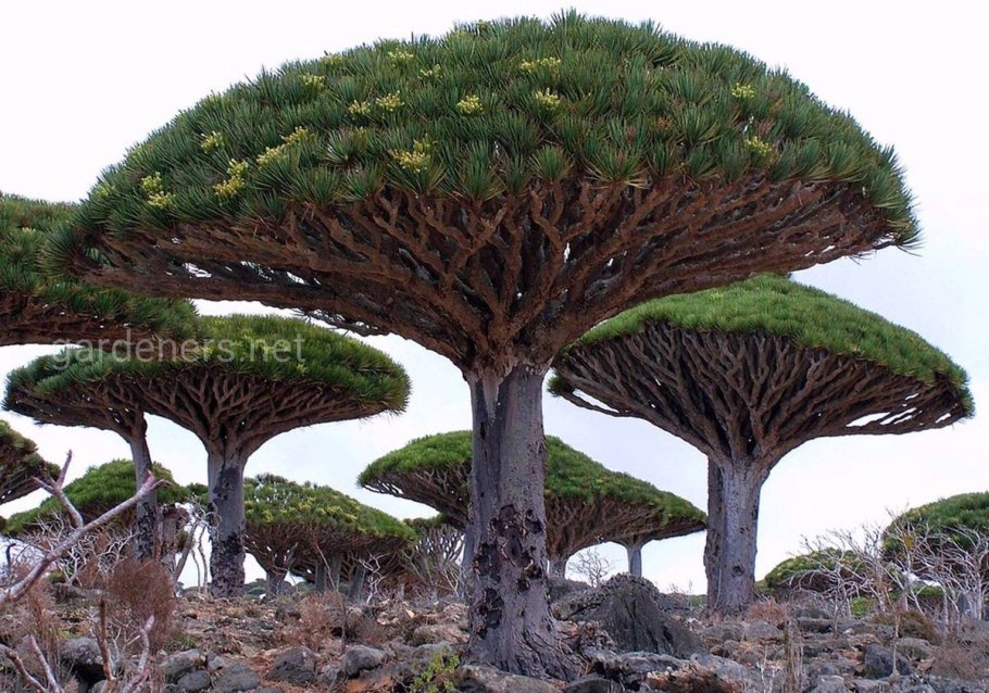 Dracaena cinnabari