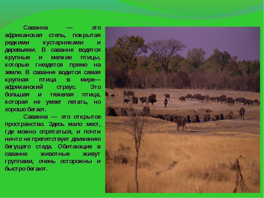 Флора лесостепи и степи