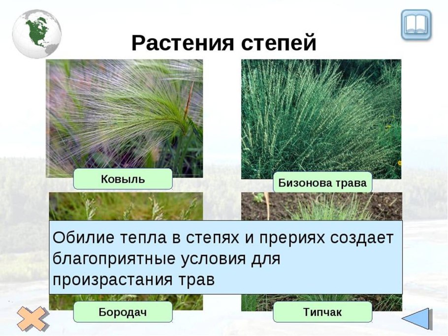 Растительность степи в России