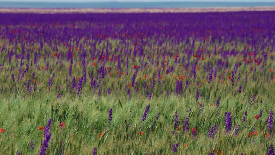 Животные зоны степей